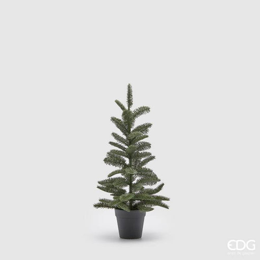 EDG Enzo De Gasperi Pino Nobilis West con Vaso H66 cm