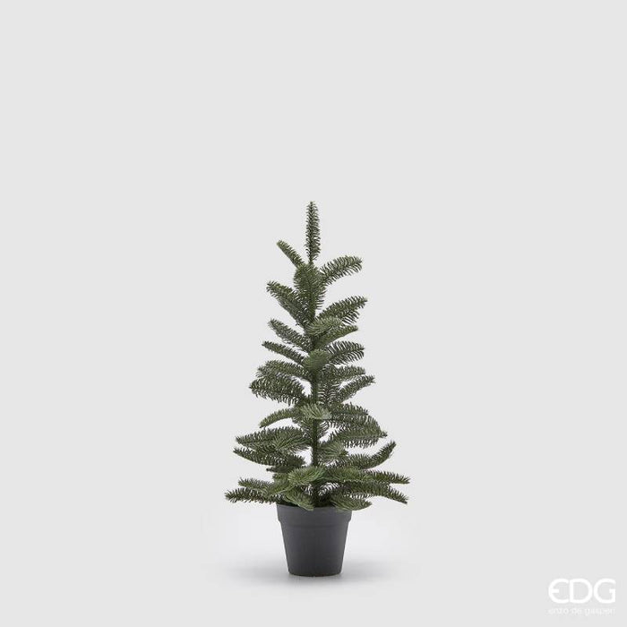 EDG Enzo De Gasperi Pino Nobilis West con Vaso H66 cm