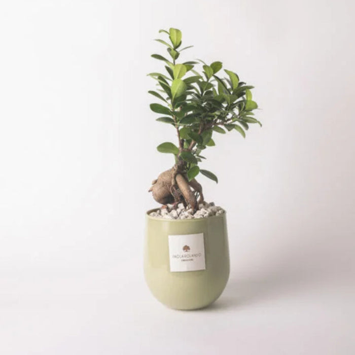 Bomboniera Paola Rolando Bonsai in Vaso Vetro Hope