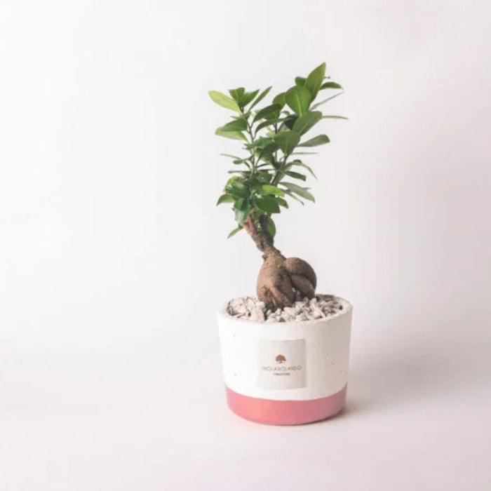 Bomboniera Paola Rolando Bonsai in Vaso Bianco e