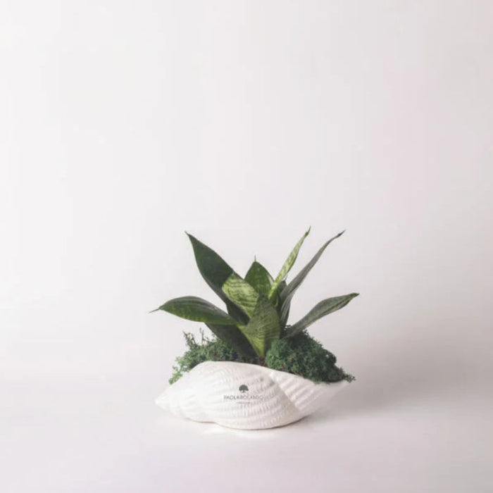 Bomboniera Paola Rolando Sanseveria Nana in Conchiglia Marina 22x10x22 cm