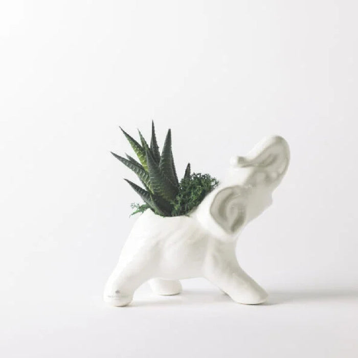 Bomboniera Paola Rolando Pianta Grassa in Elefante Bianco 14x8x15