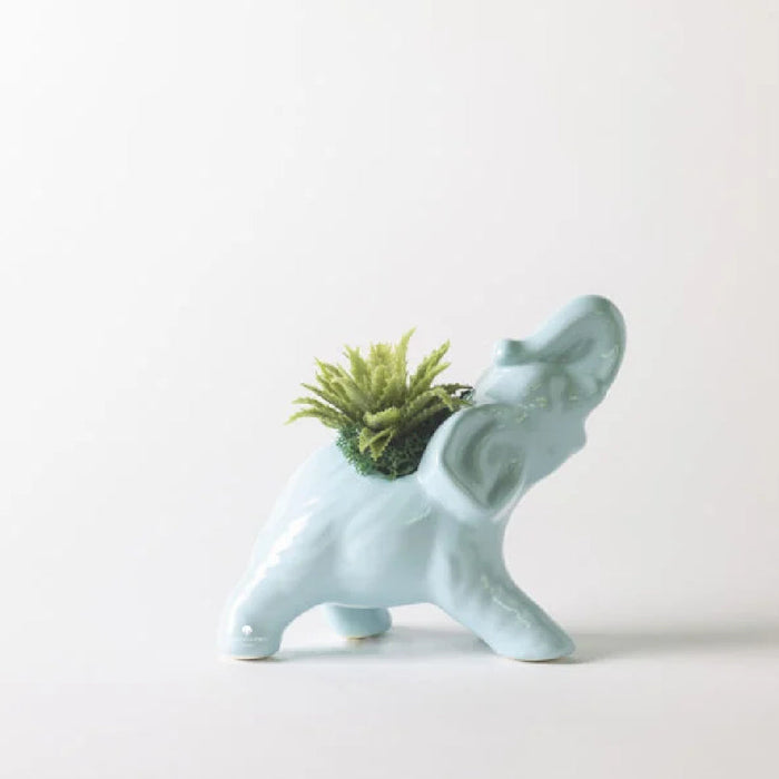 Bomboniera Paola Rolando Pianta Grassa in Elefante Tiffany 14x8x15