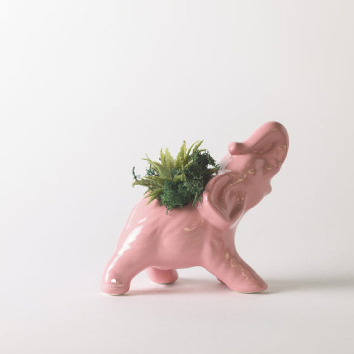 Bomboniera Paola Rolando Pianta Grassa in Elefante Rosa 14x8x15