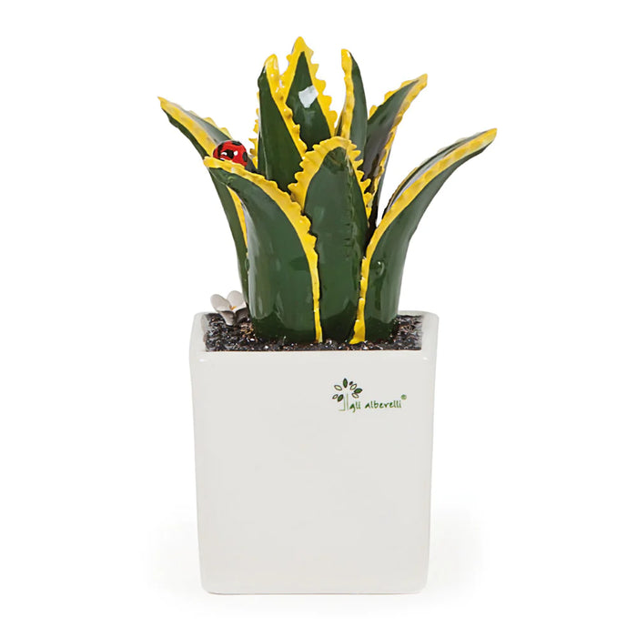 Pianta grassa grande - Agave 12x23cm