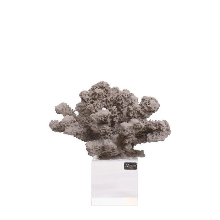 Scultura Corallo Medio-Sabbia