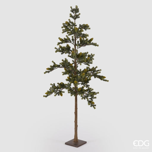 EDG Enzo De Gasperi Pino Con Pigne e Base H170 cm