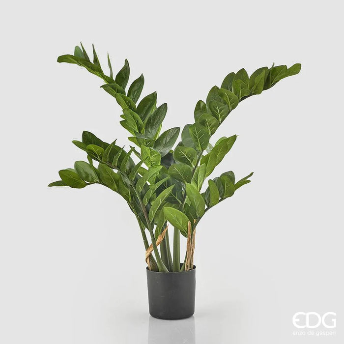 EDG - Zamifolia X11 C/Vaso H110 (220Fg) B5