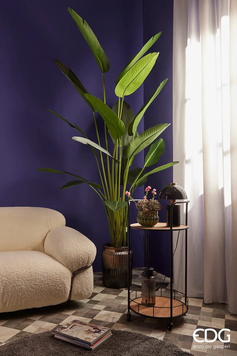 Pianta con vaso Strelitzia Chic H245 cm