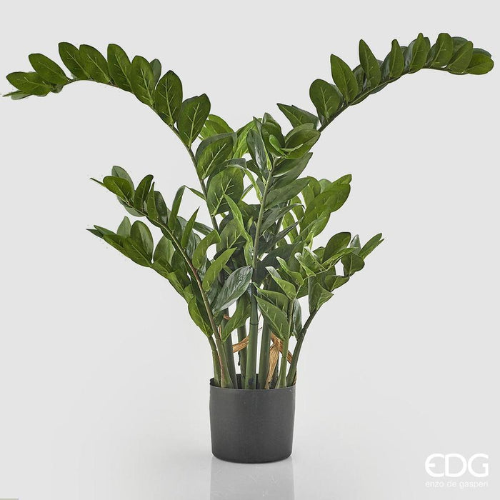 EDG - Zamifolia X15 C/Vaso H130 (331Fg) B5