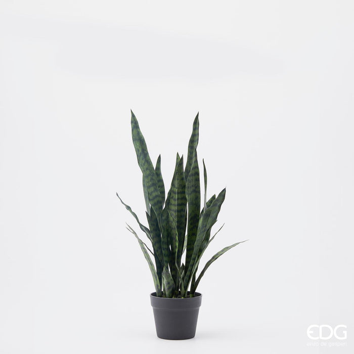 Sanseveria West con Vaso h.60 Edg